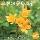 �˥å��������� �������� �庬 1�� �߿��� �ɺ��� ¿ǯ�� ���� �֤�����