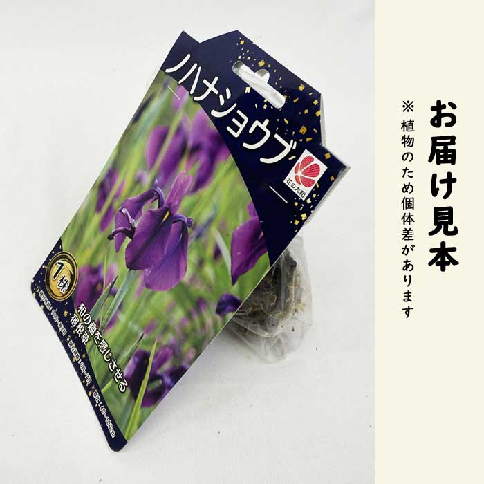 ノハナショウブ 野花菖蒲 球根 1株 冬植え 宿根草 多年草 和風