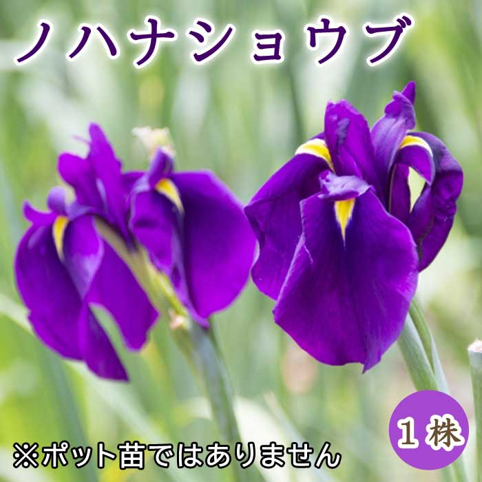 ノハナショウブ 野花菖蒲 球根 1株 冬植え 宿根草 多年草 和風