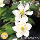 �˥�󥽥� ������ �庬 1�� �߿��� �ɺ��� ¿ǯ�� ���� �֤�����