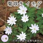 �ƺ餭 ������ �ƺ��� ( �������������� ) �庬 1�� �߿��� �ɺ��� ¿ǯ�� ���� �֤�����