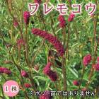 ����� ( ���⥳�� ) �庬 1�� �߿��� �ɺ��� ¿ǯ�� ���� �֤�����