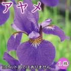 ����� ����� �Գ� �庬 1�� �߿��� �ɺ��� ¿ǯ�� ���� �֤�����