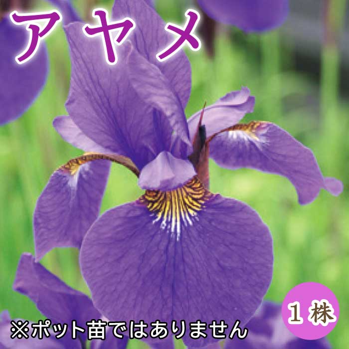 アヤメ あやめ 菖蒲 球根 1株 冬植え 宿根草 多年草 和風 花の大和