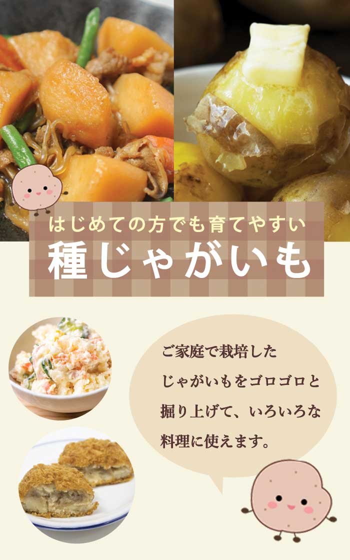 種 じゃがいも きたかむい キタカムイ 500g 芋サイズ：S～2L 種