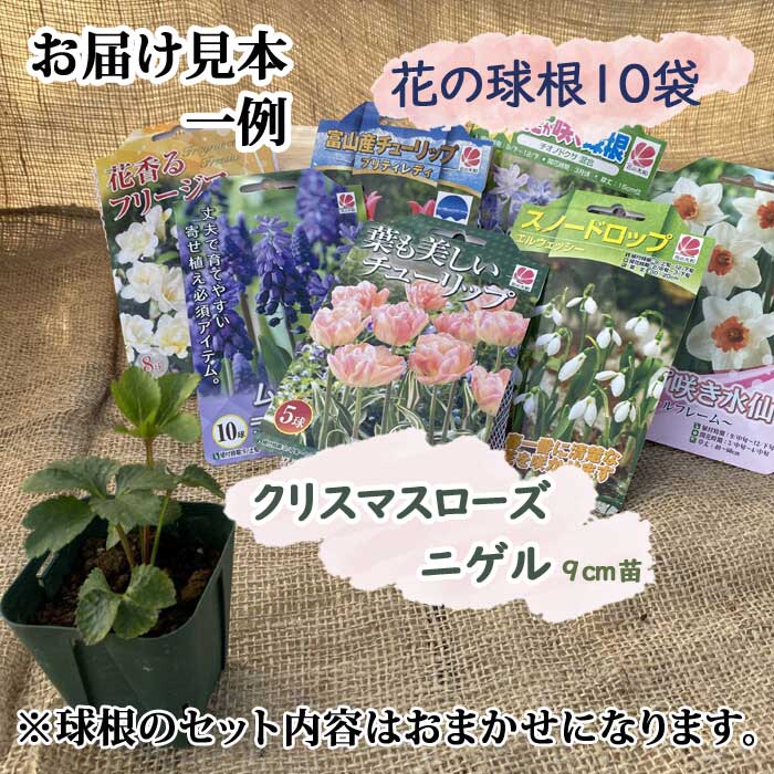 福袋 2026】 期間限定 送料無料 【 クリスマスローズ ニゲル 9cmポット