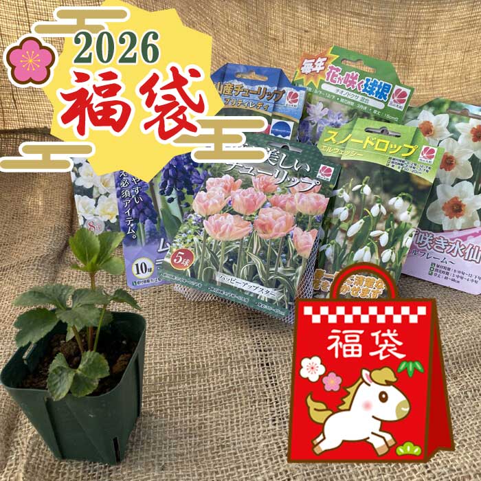 福袋 2026】 期間限定 送料無料 【 クリスマスローズ ニゲル 9cmポット