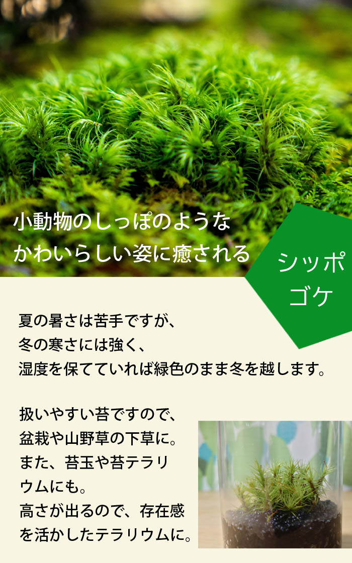 シッポゴケ 55×35cmトレー入り 苔 コケ しっぽ こけ 苔テラリウム 盆栽