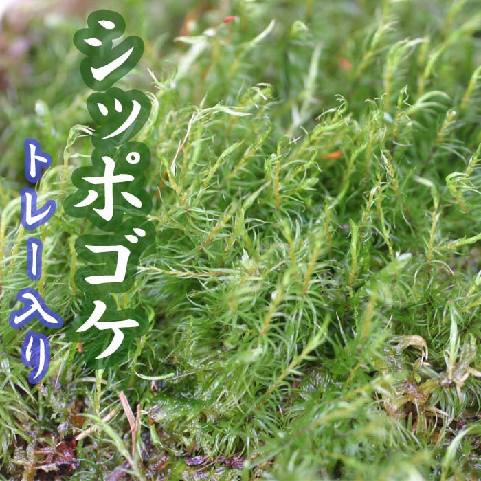 シッポゴケ 55×35cmトレー入り 苔 コケ しっぽ こけ 苔テラリウム 盆栽