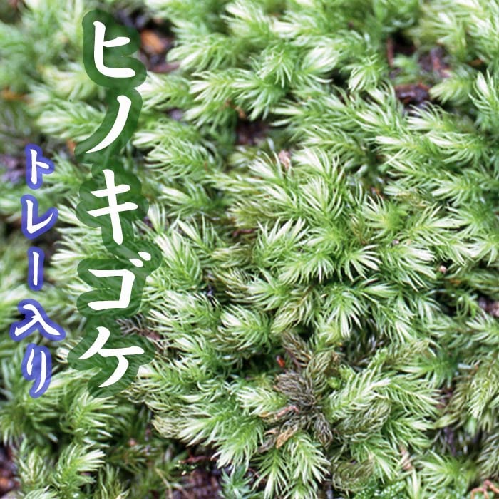 ヒノキゴケ 55×35cm トレー入り 苔 コケ ひのき こけ 苔テラリウム