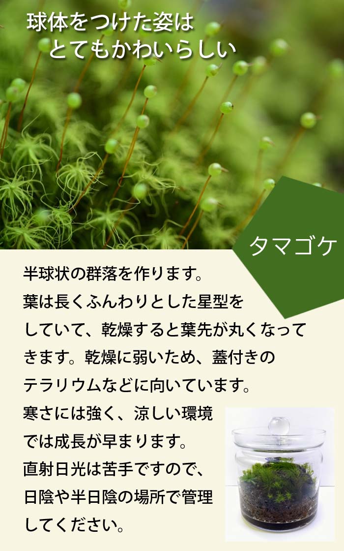 タマゴケ 55×35cm トレー入り 苔 コケ たま こけ 苔テラリウム 盆栽