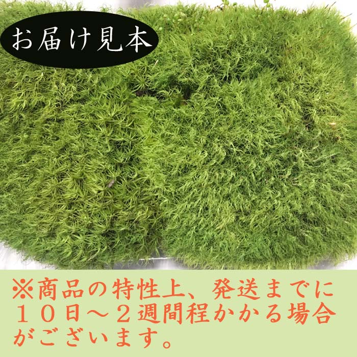 シノブゴケ 10トレー 苔 苔玉 苔リウム 苔テラリウム こけ コケ