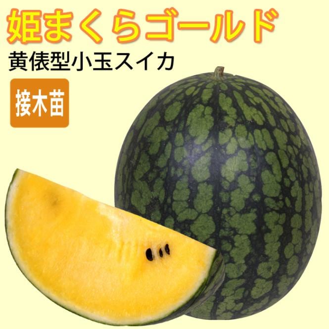 接木 野菜 苗 すいか 黄俵型小玉 スイカ 姫まくらゴールド 9cmポット