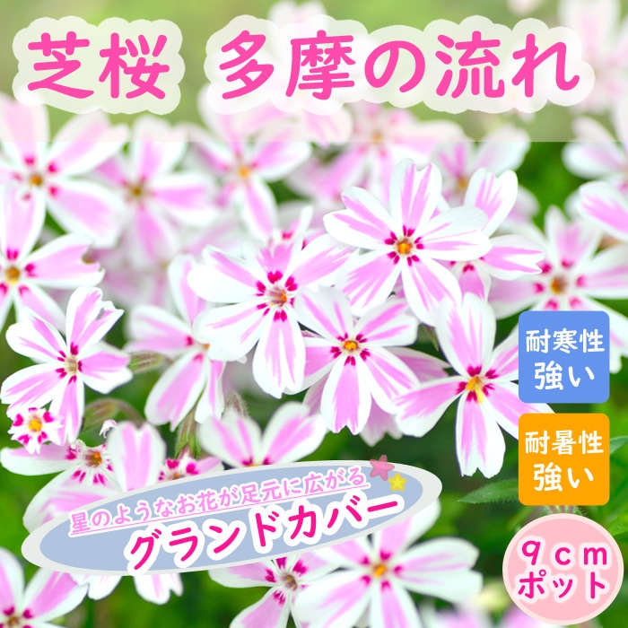 花 苗 芝桜 多摩の流れ 9cmポット グランドカバー キャンディ