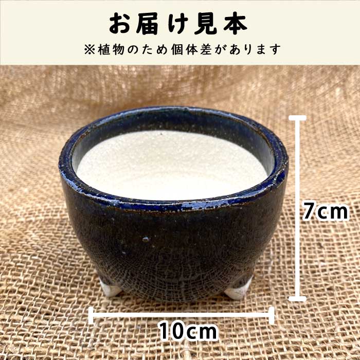 ミニ鉢 ( 苔用 ) 大サイズ 陶器鉢 苔鉢 手作り コケ 鉢 盆栽 苔玉 雑貨