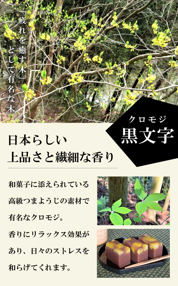 天然クロモジ 苗木 350cm 園芸ネット本店｜クロモジ（黒文字） 3.5号