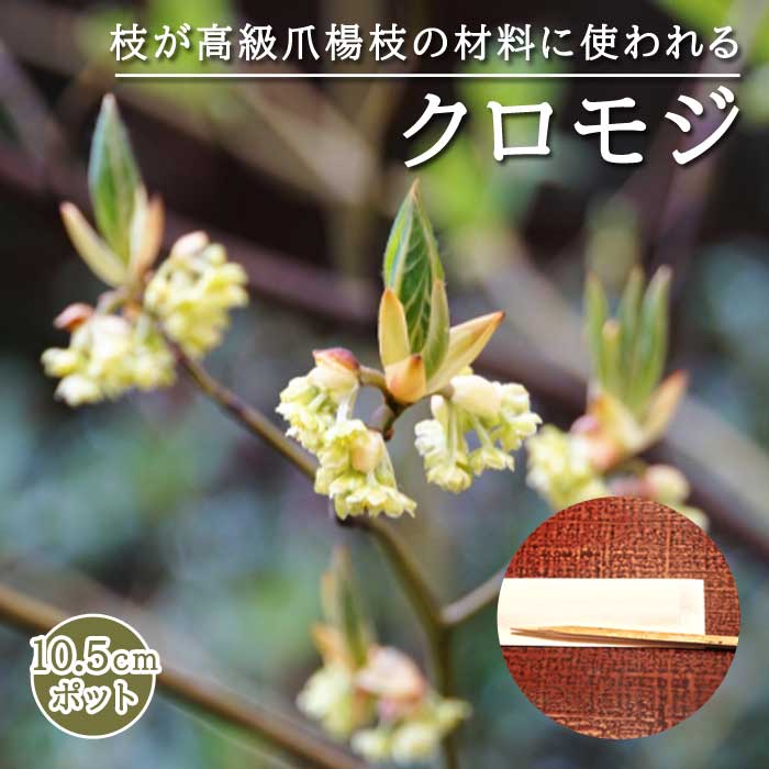 クロモジ ( 黒文字 ) 苗 10.5cmポット 高級爪楊枝 落葉低木 庭木 苗木