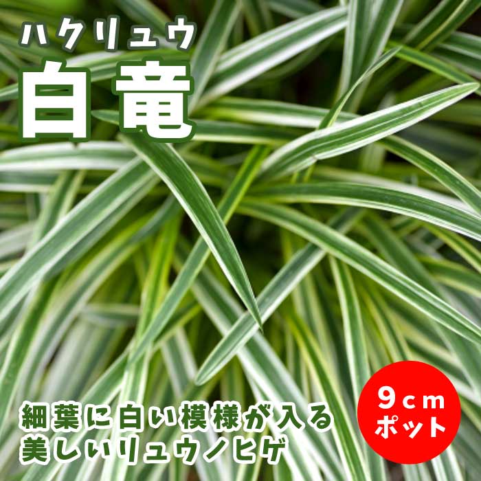 白竜 ハクリュウ 苗 9cmポット リュウノヒゲ ジャノヒゲ 斑入り 山野草