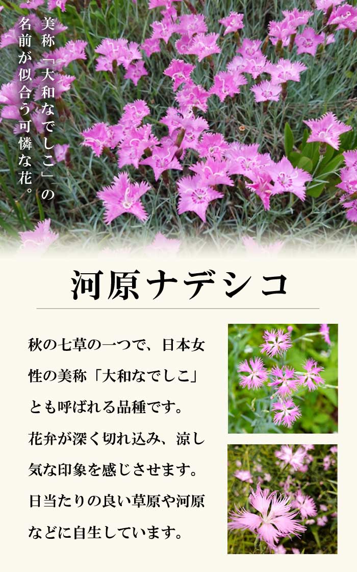 河原ナデシコ 河原なでしこ 9cmポット 苗 ピンク 桃色 桃花