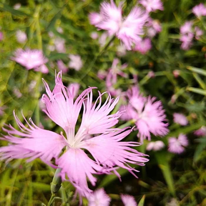 【中古】 かわらなでしこ 河原ナデシコ 河原なでしこ 9cmポット 苗 ピンク 桃色 桃花