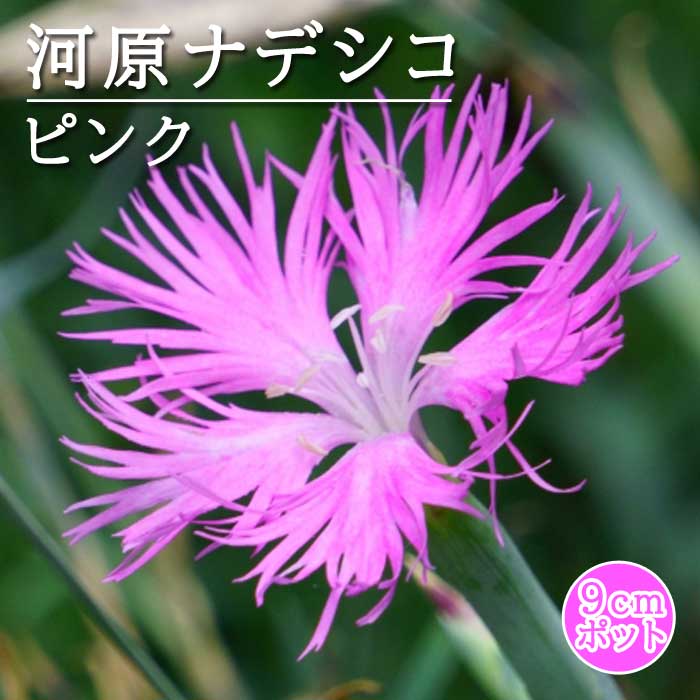 河原ナデシコ 河原なでしこ 9cmポット 苗 ピンク 桃色 桃花