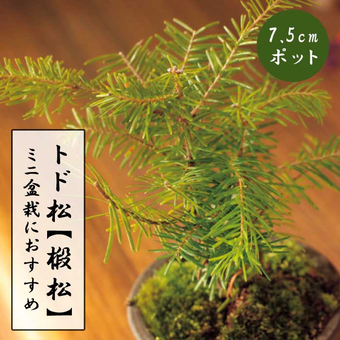 ȥɾ ( ξ )  7.5cmݥå ߺ ߥߺ п  󤻿 ȥɥޥ Ȥɤޤ  ޥ