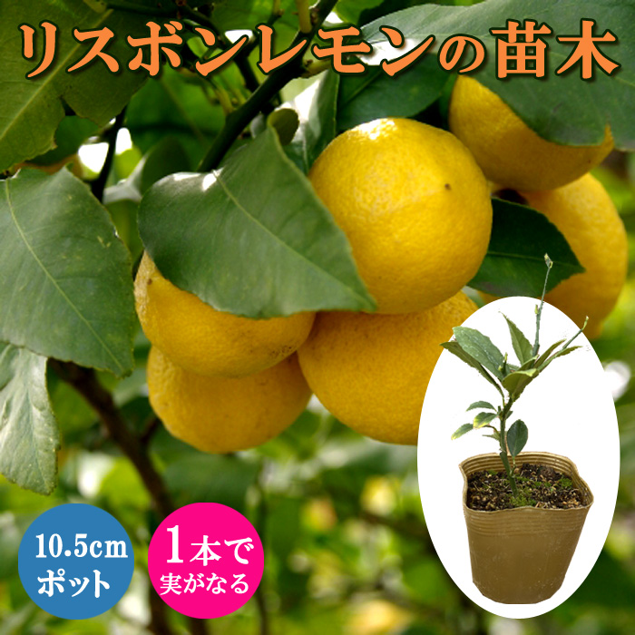 レモン 苗木 リスボンレモン 10.5cmポット 挿し木 苗 柑橘 柑橘苗 自家