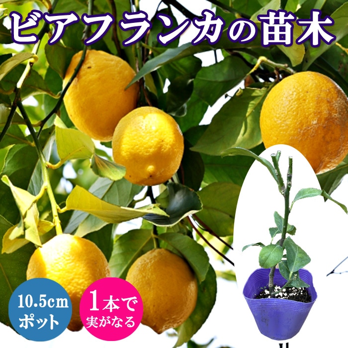 レモン 苗木 ビアフランカ 10.5cmポット 挿し木 苗 柑橘 柑橘苗 自家