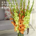 ���饸���饹 �庬 �տ��� �ڥǥ奪���饸���饹�ۥ���󥸡����꡼��8���2���4��� �֤�����