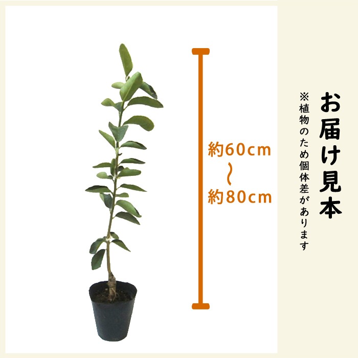 みかん 苗木 南津海（なつみ） 柑橘 15cmポット 接木 自家結実性