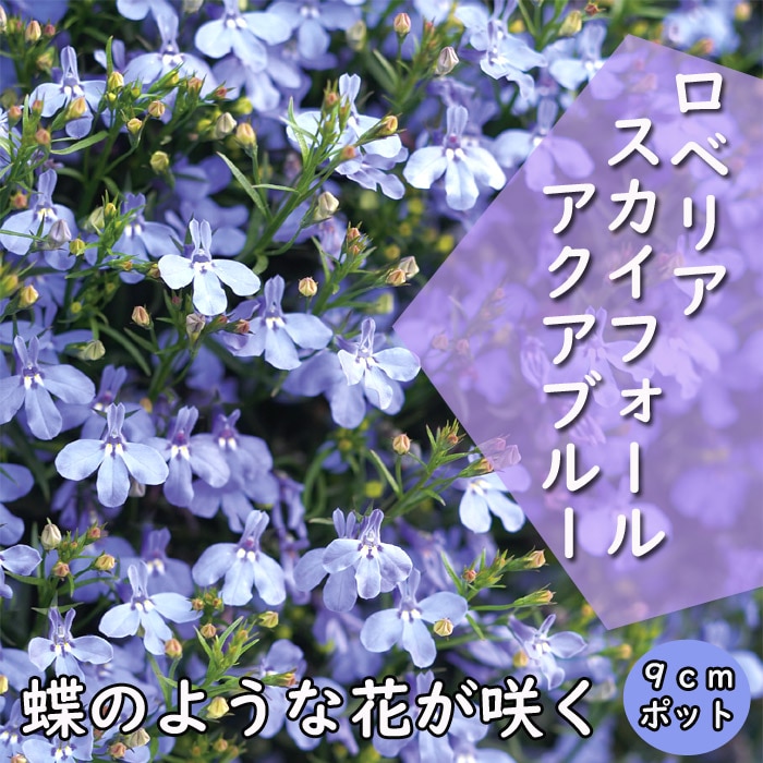 花苗 ロベリア スカイフォール アクアブルー 9cmポット 耐暑性アップ