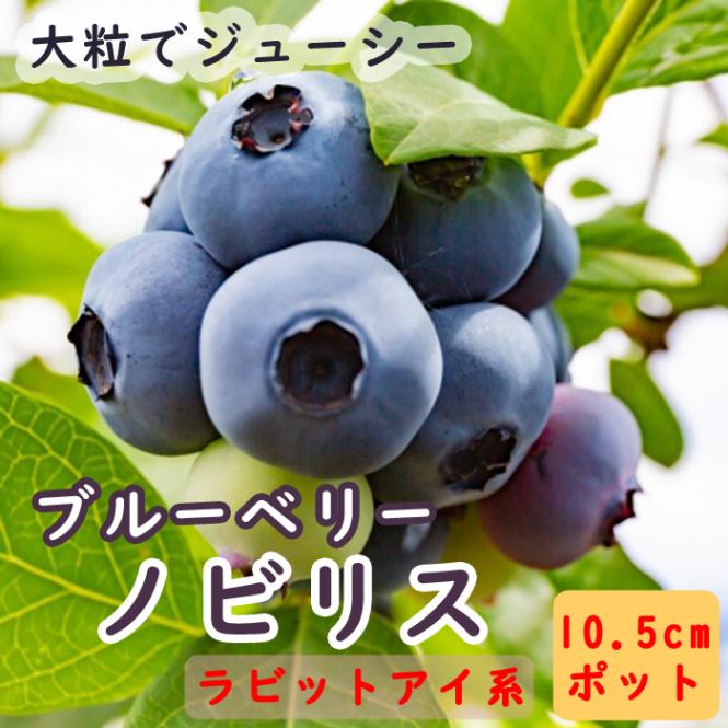ブルーベリー 苗木 ラビットアイ系 ノビリス 10.5cmポット 大粒 小