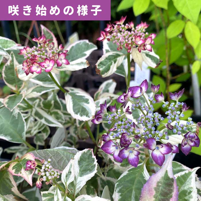 c*7様 山野草　斑入りヤマアジサイ　御殿場錦 c*7様 山野草 斑入りヤマアジサイ 御殿場錦 - メルカリ
