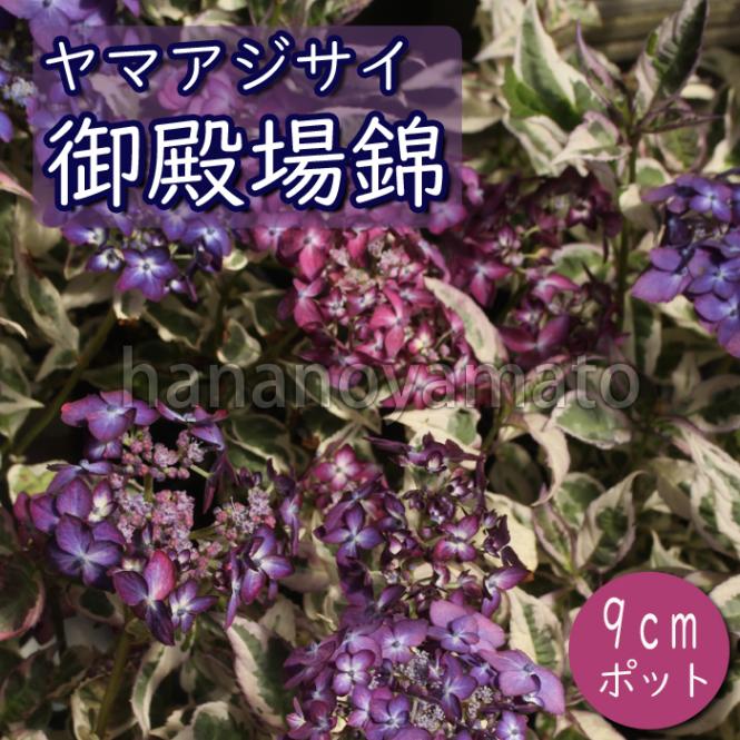 韓国ブランド通販サイト ( 御殿場錦 ヤマアジサイ ごてんばにしき 山野草 斑入り 苗 ) 花