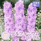 ��ͽ��۽ɺ��� �� �ǥ�ե��˥��� �ѡ��ץ� 9������󥰥ݥå� ����ä��󤽤� ¿ǯ�� �ڥ�˥���ڣ�������ܤ��缡ȯ����