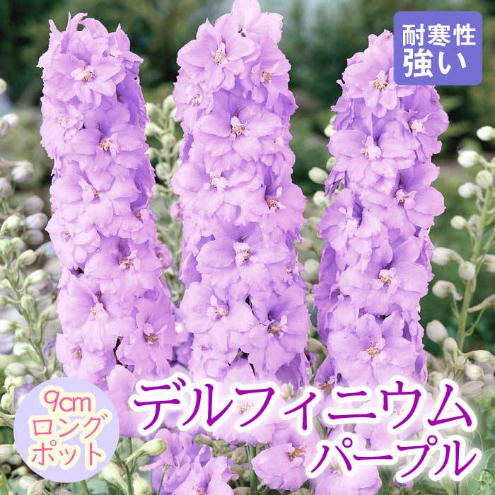 宿根草 苗 デルフィニウム パープル 9cmロングポット しゅっこんそう