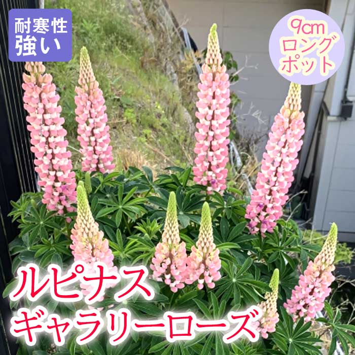 宿根草 苗 ルピナス ギャラリーローズ 9cmロングポット のぼりふじ