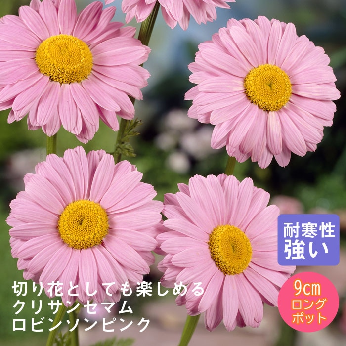 宿根草 苗 クリサンセマム ロビンソンピンク 9cmロングポット 切り花