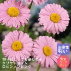 �ɺ��� �� ���ꥵ�󥻥ޥ� ���ӥ󥽥�ԥ� 9������󥰥ݥå� �ڤ�ָ��� ����ä��󤽤� ¿ǯ�� �ڥ�˥���