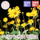 ��ͽ��۽ɺ��� �� �إꥢ�󥵥� ��ꥹ 9������󥰥ݥå� �뤵�˶��� ����ä��󤽤� ¿ǯ�� �ڥ�˥���ڣ����Ⱦ���缡ȯ����