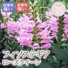 ��ͽ��۽ɺ��� �� �ե������ƥ��� �������������� 9������󥰥ݥå� �뤵�˶��� �ڤ�ָ��� ����ä��󤽤� ¿ǯ�� �ڣ����Ⱦ���缡ȯ����