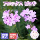 ��ͽ��۽ɺ��� �� �ե��å��� �ԥ��� 9������󥰥ݥå� �뤵�˶��� ����ä��󤽤� ¿ǯ�� �ڥ�˥���ڣ����Ⱦ���缡ȯ����