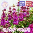 ��ͽ��۽ɺ��� �� ��ʥ�� �٥륬�� 9������󥰥ݥå� �뤵�˶��� ����ä��󤽤� ¿ǯ�� �ڥ�˥���ڣ����Ⱦ���缡ȯ����