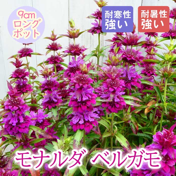 宿根草 苗 モナルダ ベルガモ 9cmロングポット 暑さに強い しゅっこ