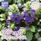 ��ͽ��۽ɺ��� �� �����奬 ���ͥ����󥷥� 9������󥰥ݥå� ���� Ⱦ���� �����ɥ��С� ����ä��󤽤� ¿ǯ�� �ڣ����Ⱦ���缡ȯ����