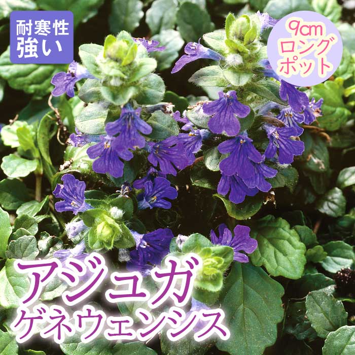 宿根草 苗 アジュガ ゲネウェンシス 9cmロングポット 日陰 半日陰