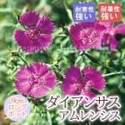 �ɺ��� �� �������󥵥� �����󥷥� 9������󥰥ݥå� �Х�˹礦 ����ä��󤽤� ¿ǯ�� �ڥ�˥���