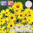 ��ͽ��۽ɺ��� �� �إꥢ�󥵥� �ޥ����ߥꥢ���� 9������󥰥ݥå� �뤵�˶��� ����ä��󤽤� ¿ǯ�� �ڥ�˥���ڣ����Ⱦ���缡ȯ����