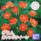 �ɺ��� �� ������ ����󥸥������� 9������󥰥ݥå� �Х�˹礦 ����ä��󤽤� ¿ǯ�� �ڥ�˥���