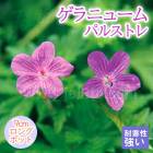 ͽ۽ɺ  ˥塼 ѥ륹ȥ 9󥰥ݥå Х˹礦 ä󤽤 ¿ǯ ڥ˥ڣ沼ܤ缡ȯ